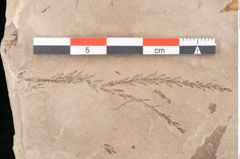 Foto (Detailansicht) von Taxodium distichum miocenicum Heer (NHMW-GEO-2024-0188-6414)